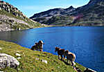 Mulets devant le lac du Cos