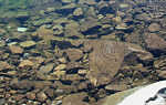 Truitelles au lac de la Motte