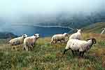Moutons au-dessus du lac du Plan d'Amont